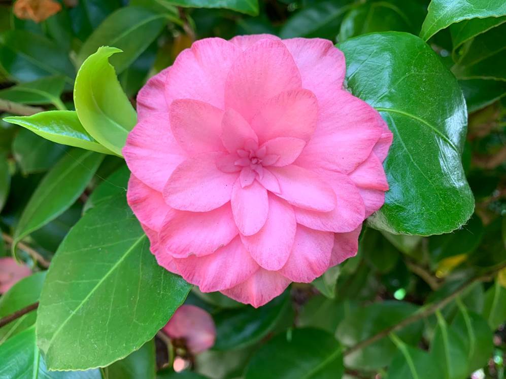 Mathotiana Rosea
